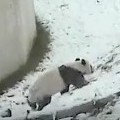 Giant Panda Tumbles Around In The Snow