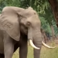 Thumb for  Elephant Calmly Asks For Help