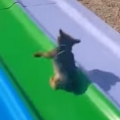 Thumb for Dog Rides Slide Over and Over Again
