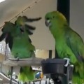 Parrots Argue Like An Old Married Couple