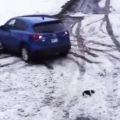 Collie saves pup from near accident