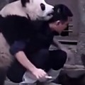 Pandas Won't Let Zookeeper Do His Job