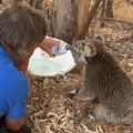 Thirsty Koala Holds Man’s Hand While Drinking Water