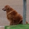 Golden Retriever waits for mail truck