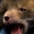 Cutest Little Baby Fox Grows Up And Goes Back To The Wild