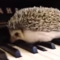 Hedgehog plays piano
