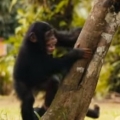 Kind folks teach orphaned baby chimps how to climb for first time