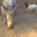Baby Rhino Trying To Imitate It's Goat Friend