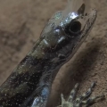 How does this tiny lizard breathe underwater?