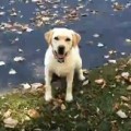 Dog Loves Playing In The Leaf Pile