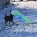 Dog carries sled up and rides it down