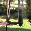 Squirrels fighing over bird feeder set to ‘Wrecking Ball’