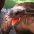 Tortoise moaning during intercourse