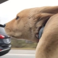 5-month-old puppy enjoying car ride