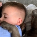 Dogs and toddler make the best of friends