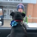 Family Surprises Boy At School With His Lost Dog