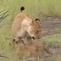 Lion cubs try to roar like their father