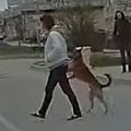 Dog walks across the street like a human