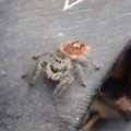 Cameraman Gets A Little Too Close To Spider