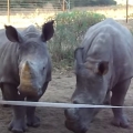 Thumb for  Yes, Baby Rhinos Actually Sound Like This