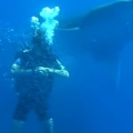 Fish engulf diver in a “bait ball”