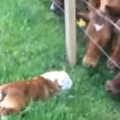 Curious bulldog meets group of curious cows