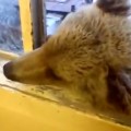 Feeding A Wild Bear Through A Window