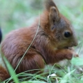 Thumb for Adorable Sounds of Baby Squirrel Eating