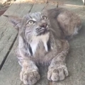 Lynx cat meowing!