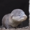 Thumb for Otter family’s reaction when they find their lost baby