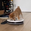 Thumb for Robot Vacuum Runs Away From Puppy