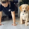 Pup Does Push-Ups with His Person