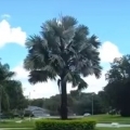 Lightning Bolt Strikes Tree in West Florida Neighborhood
