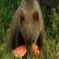 Bear Eats Psychedelic Mushrooms
