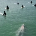 Whale casually swims underneath group of surfers