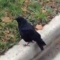Kid Has An Unusual Encounter With A Crow