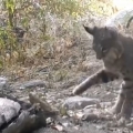 Bobcat vs. rattlesnake