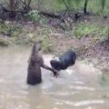 Kangaroo Tries To Drown A Dog