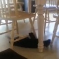 Crazy Cat Slides Under Kitchen Chairs In Circles