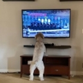 Doggo jumps for joy watching horse racing