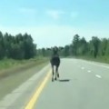 First Time Seeing A Moose