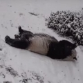 Adorable giant pandas frolic in the snow