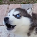 Have you heard a husky puppy howl?