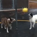 Two Dogs Play Tetherball