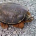 Snapping Turtle Attacks After Dude Pisses It Off