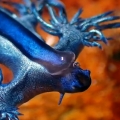 Rare sighting of blue dragon in Australia