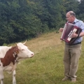 Cow falls in love with the accordion