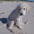 Puppy isn’t happy when ocean fills up his newly dug hole