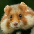 Thumb for European hamster out for a stroll