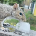 Thumb for Man gives squirrel ice cube during heat wave